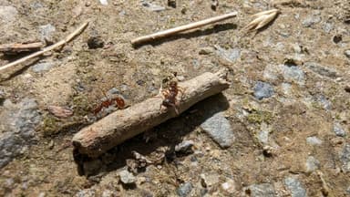 Myrmica sulcinodis photo 27