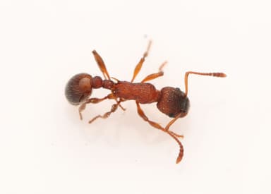 Myrmica sulcinodis — colony photo 29