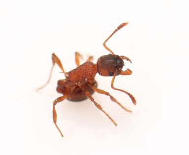 Myrmica sulcinodis — colony photo 30
