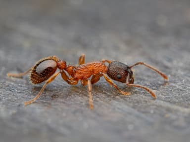 Myrmica sulcinodis photo 31