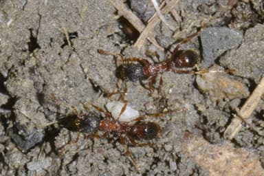 Myrmica sulcinodis photo 32