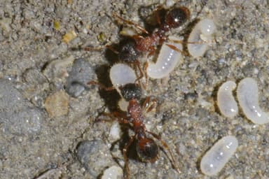 Myrmica sulcinodis photo 33