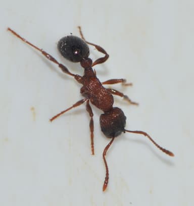 Myrmica sulcinodis photo 34