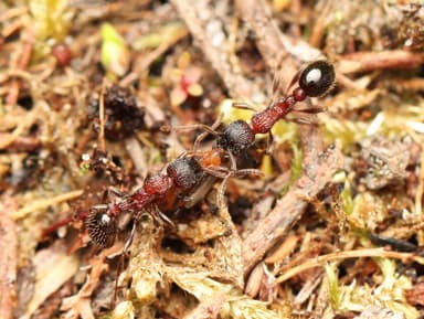 Myrmica sulcinodis photo 35