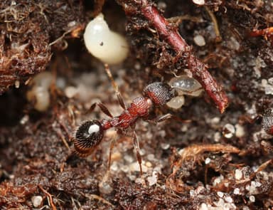 Myrmica sulcinodis photo 36