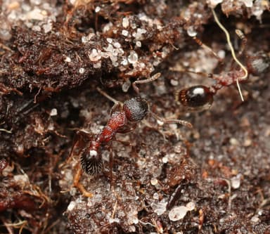Myrmica sulcinodis photo 37