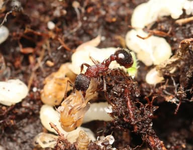 Myrmica sulcinodis photo 38