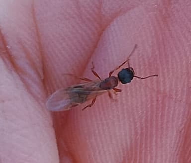 Myrmica sulcinodis photo 41