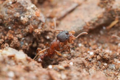 Myrmica sulcinodis photo 42