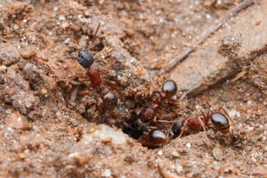 Myrmica sulcinodis photo 45