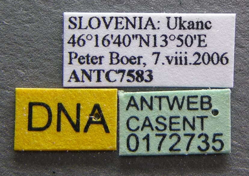 Myrmica sulcinodis photo 1
