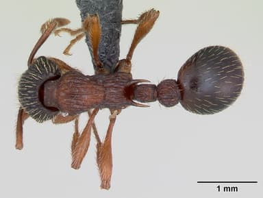 Myrmica sulcinodis — queen photo 3