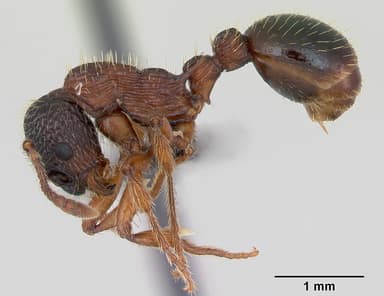 Myrmica sulcinodis — queen photo 5