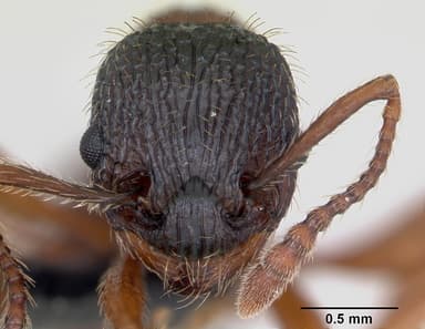Myrmica sulcinodis — queen photo 6