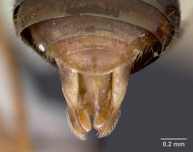 Myrmica sulcinodis — queen photo 7