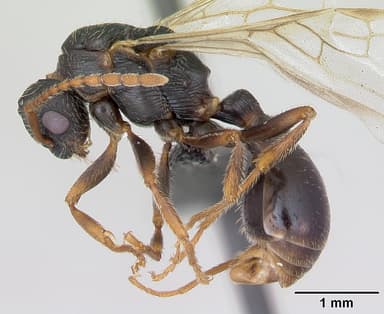 Myrmica sulcinodis — queen photo 8