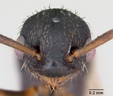 Myrmica sulcinodis — queen photo 9