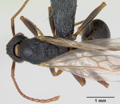 Myrmica sulcinodis — queen photo 10