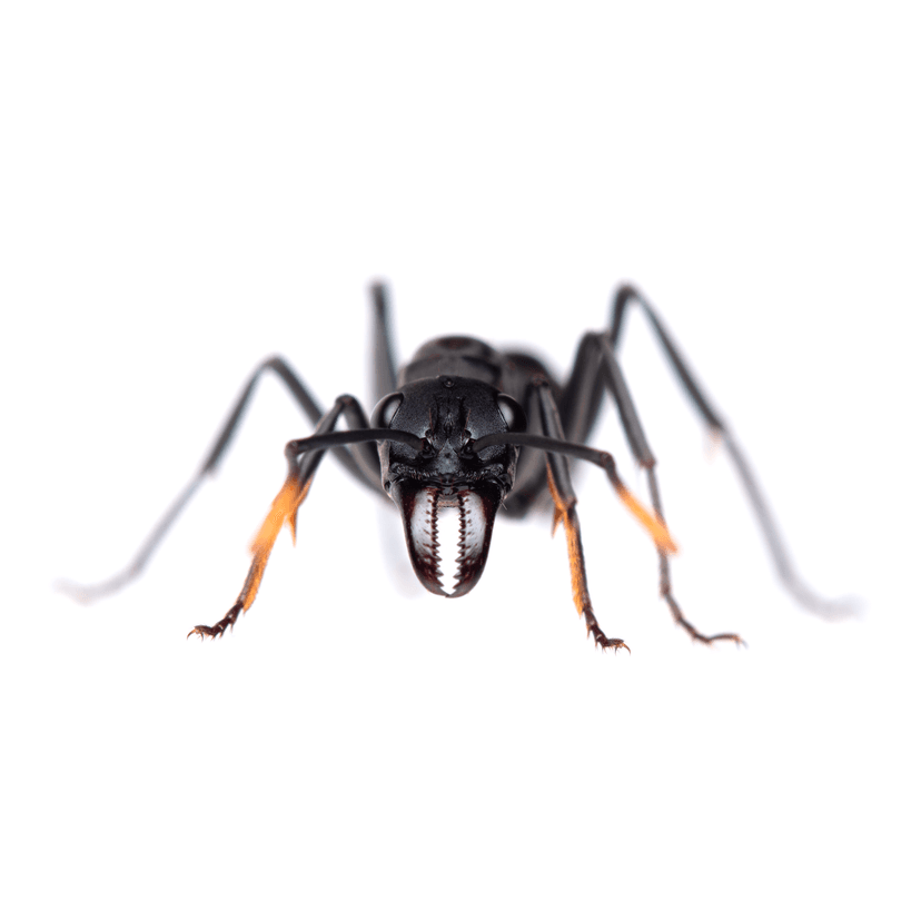Neoponera apicalis photo 1