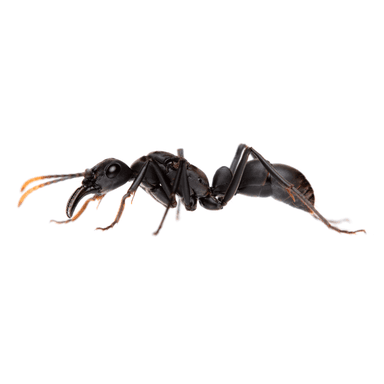Neoponera apicalis photo 2