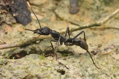 Neoponera apicalis photo 3