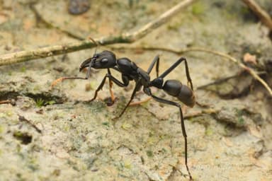 Neoponera apicalis photo 4