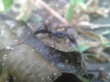 Neoponera apicalis photo 5