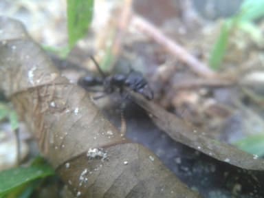 Neoponera apicalis photo 6