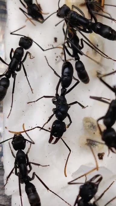 Neoponera apicalis photo 7