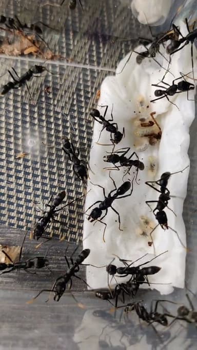 Neoponera apicalis photo 8