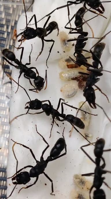 Neoponera apicalis photo 9