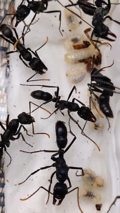 Neoponera apicalis photo 10