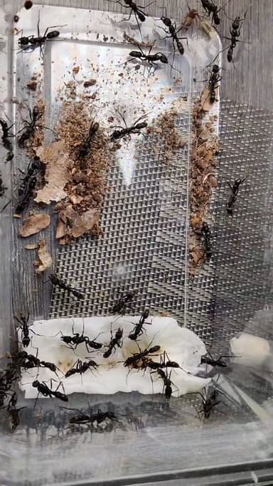 Neoponera apicalis photo 11