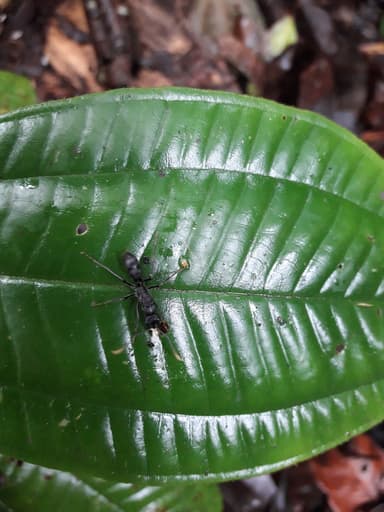 Neoponera apicalis photo 12