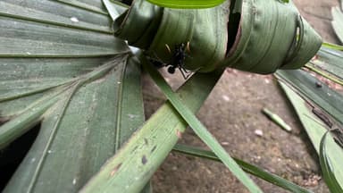 Neoponera apicalis photo 14