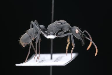 Neoponera apicalis photo 15