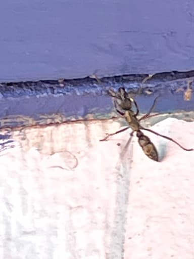 Neoponera villosa photo 1