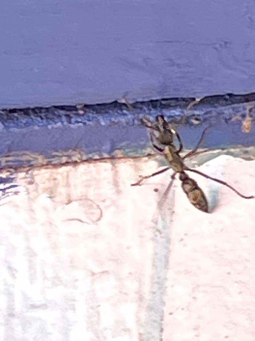 Neoponera villosa photo 1