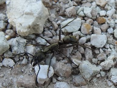 Neoponera villosa photo 2