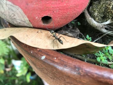 Neoponera villosa photo 3