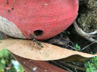 Neoponera villosa photo 4