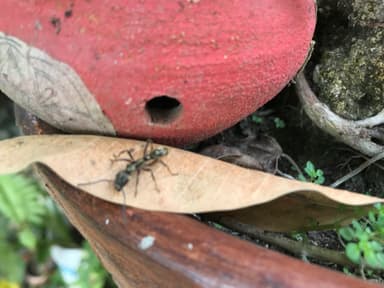 Neoponera villosa photo 5