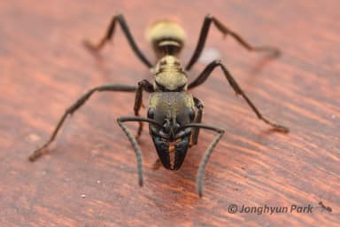 Neoponera villosa photo 6