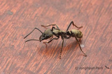 Neoponera villosa photo 7