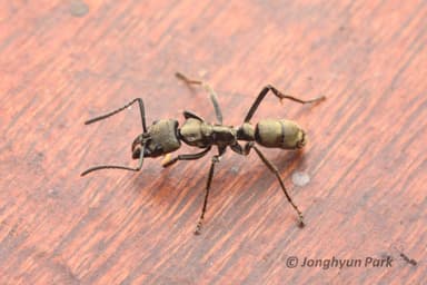 Neoponera villosa photo 8