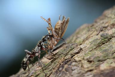 Neoponera villosa photo 9