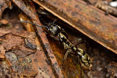 Neoponera villosa photo 10