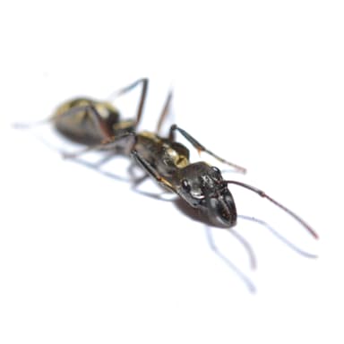 Neoponera villosa photo 11