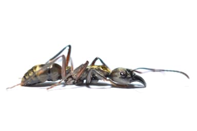 Neoponera villosa photo 12