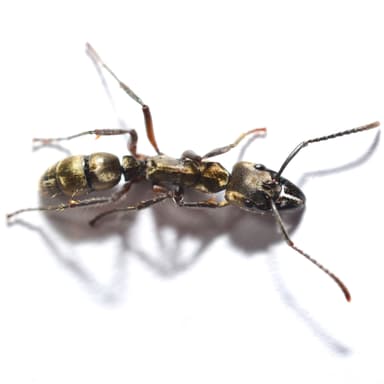 Neoponera villosa photo 13